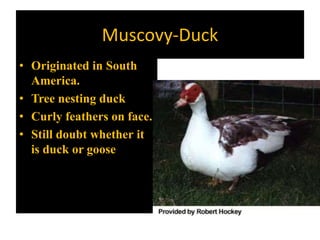 Muscovy-Duck
• Originated in South
America.
• Tree nesting duck
• Curly feathers on face.
• Still doubt whether it
is duck or goose
 