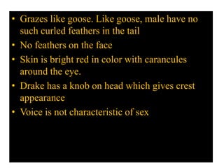 • Grazes like goose. Like goose, male have no
such curled feathers in the tail
• No feathers on the face
• Skin is bright red in color with carancules
around the eye.
• Drake has a knob on head which gives crest
appearance
• Voice is not characteristic of sex
 