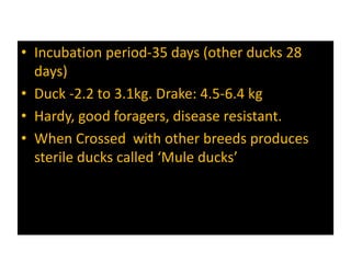 • Incubation period-35 days (other ducks 28
days)
• Duck -2.2 to 3.1kg. Drake: 4.5-6.4 kg
• Hardy, good foragers, disease resistant.
• When Crossed with other breeds produces
sterile ducks called ‘Mule ducks’
 