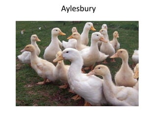 Aylesbury
 