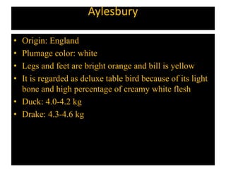 Aylesbury
• Origin: England
• Plumage color: white
• Legs and feet are bright orange and bill is yellow
• It is regarded as deluxe table bird because of its light
bone and high percentage of creamy white flesh
• Duck: 4.0-4.2 kg
• Drake: 4.3-4.6 kg
 