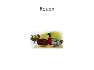 Rouen
 