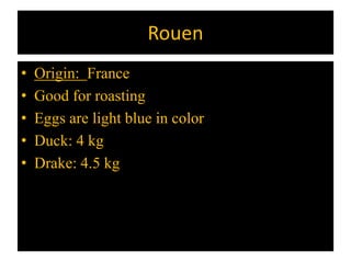 Rouen
• Origin: France
• Good for roasting
• Eggs are light blue in color
• Duck: 4 kg
• Drake: 4.5 kg
 
