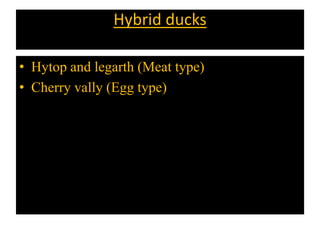 Hybrid ducks
• Hytop and legarth (Meat type)
• Cherry vally (Egg type)
 