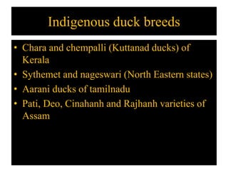 Indigenous duck breeds
• Chara and chempalli (Kuttanad ducks) of
Kerala
• Sythemet and nageswari (North Eastern states)
• Aarani ducks of tamilnadu
• Pati, Deo, Cinahanh and Rajhanh varieties of
Assam
 