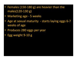• Females (150-180 g) are heavier than the
males(120-130 g)
• Marketing age - 5 weeks
• Age at sexual maturity - starts laying eggs 6-7
weeks of age
• Produces 280 eggs per year
• Egg weight 9-10 g
 