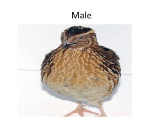 Male
 