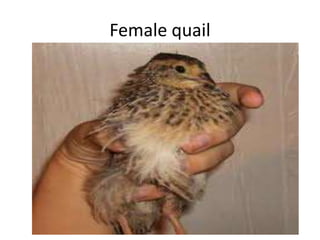 Female quail
 