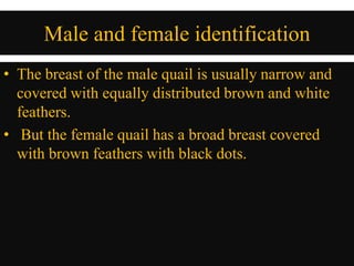 Male and female identification
• The breast of the male quail is usually narrow and
covered with equally distributed brown and white
feathers.
• But the female quail has a broad breast covered
with brown feathers with black dots.
 