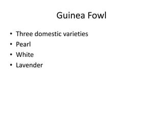 Guinea Fowl
• Three domestic varieties
• Pearl
• White
• Lavender
 