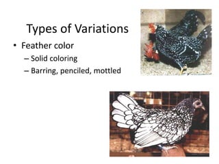Types of Variations
• Feather color
– Solid coloring
– Barring, penciled, mottled
 