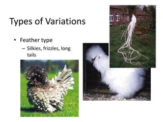 Types of Variations
• Feather type
– Silkies, frizzles, long
tails
 