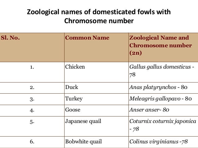 Chicken Classification Chart
