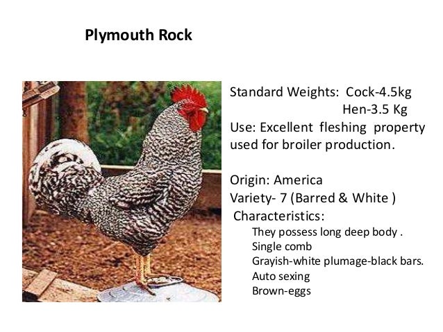 Rhode Island Red Physical Characteristics Rhode Island Red Physical Characteristics