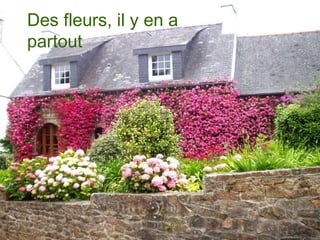 Des fleurs, il y en a
partout