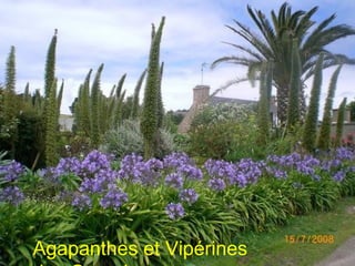 Agapanthes et Vipérines