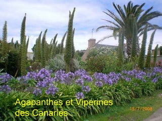 Agapanthes et Vipérines des Canaries 