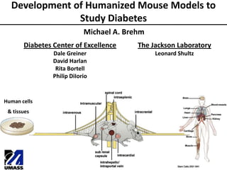 Development of Humanized Mouse Models to
Study Diabetes
Michael A. Brehm
Human cells
& tissues
Diabetes Center of Excellence
Dale Greiner
David Harlan
Rita Bortell
Philip DiIorio
The Jackson Laboratory
Leonard Shultz
 