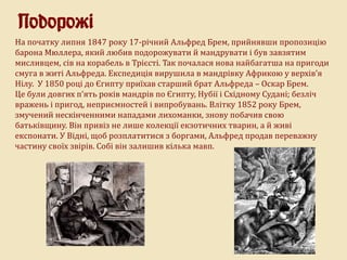 Подорожі
На початку липня 1847 року 17-річний Альфред Брем, прийнявши пропозицію
барона Мюллера, який любив подорожувати й мандрувати і був завзятим
мисливцем, сів на корабель в Трієсті. Так почалася нова найбагатша на пригоди
смуга в житі Альфреда. Експедиція вирушила в мандрівку Африкою у верхів’я
Нілу. У 1850 році до Єгипту приїхав старший брат Альфреда – Оскар Брем.
Це були довгих п’ять років мандрів по Єгипту, Нубії і Східному Судані; безліч
вражень і пригод, неприємностей і випробувань. Влітку 1852 року Брем,
змучений нескінченними нападами лихоманки, знову побачив свою
батьківщину. Він привіз не лише колекції екзотичних тварин, а й живі
експонати. У Відні, щоб розплатитися з боргами, Альфред продав переважну
частину своїх звірів. Собі він залишив кілька мавп.
 