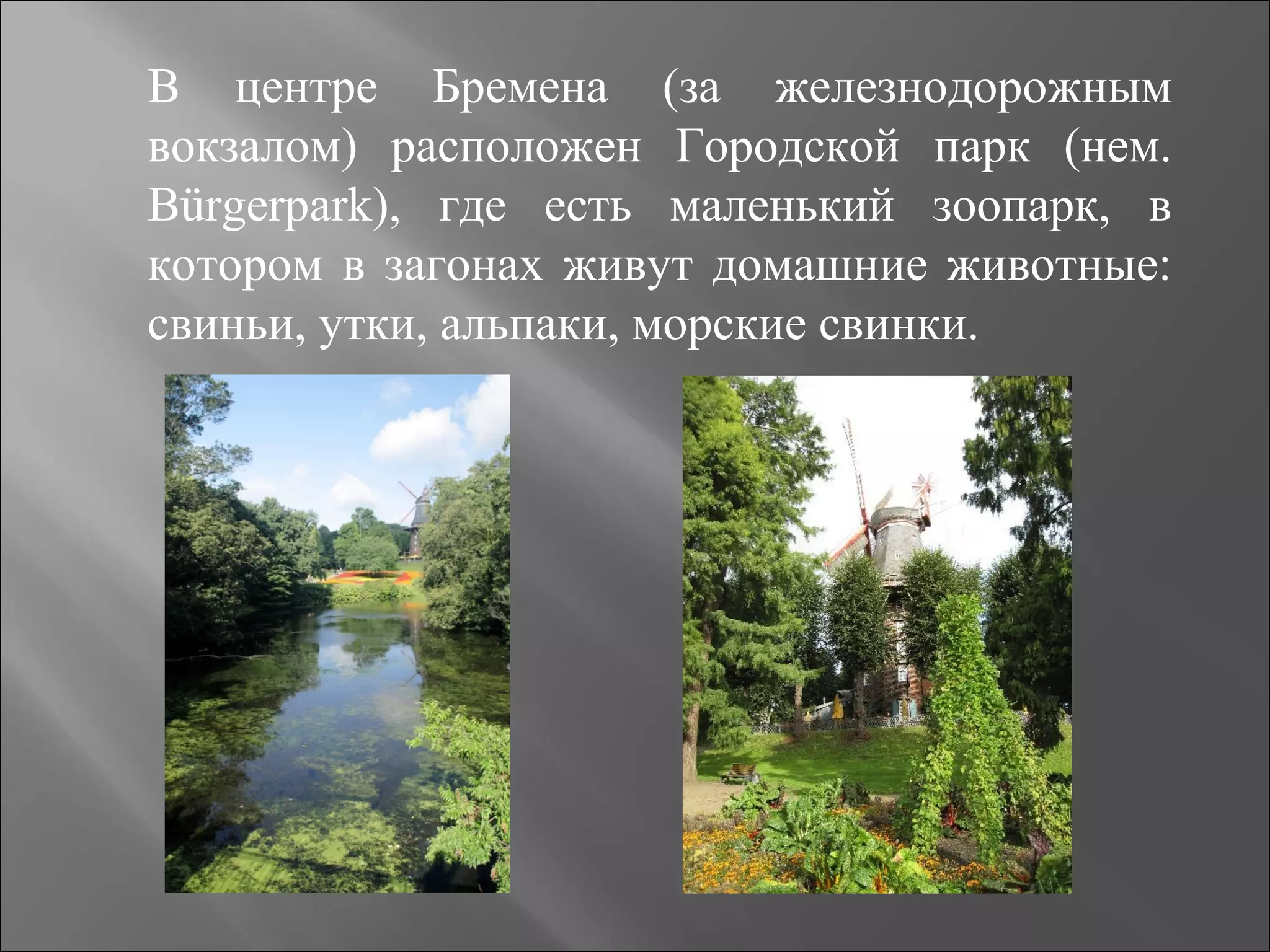 В центре Бремена (за железнодорожным
вокзалом) расположен Городской парк (нем.
Bürgerpark), где есть маленький зоопарк, в
котором в загонах живут домашние животные:
свиньи, утки, альпаки, морские свинки.
 