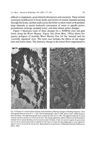 L.J. Bren /Journal of Hydrology 150 (1993) 277-299 291
difficult to implement, given limited information and resources. These include
structural modification of levee banks and inverts of stream channels passing
through the levees, earthen walls across the forest to allow water to be ponded,
large channels to ensure hydraulic conveyance of water to specific points,
groundwater recharge, pumped water, and dam release policy changes.
Figure 3 illustrates some of these changes for a 30000ha river red gum
forest along the River Murray. Figure 3(a) (from Bren, 1991a) shows fre-
quency polygons of monthly River Murray flow for the 'natural' and the
'currently regulated' river. The latter case includes the effects of one major
dam and minor dams. The dramatic change in the lowest flows experienced in
Fig. 4 Changes in a natural plain-red gum forest boundary reflecting changes in flooding frequency. Each
photograph shows an area of 1.2 x 2 km. The left photograph, taken in 1945, shows a clear, stable tree-grass
plain boundary. The right photograph shows exactly the same area in 1985. The aggressive growth of young
red gum and the transition to forest can be seen. The change apparently reflects siltation on the flood plain,
reduced winter-spring flooding and increased summer flooding. Under the natural regime the grass plain
was too wet in winter and too dry in summer for the trees to invade, but the changes dues to river regulation
appear to have favoured the tree growth. Reproduced with permission of Blackwell Scientific Publications
(Bren, 1992).
 