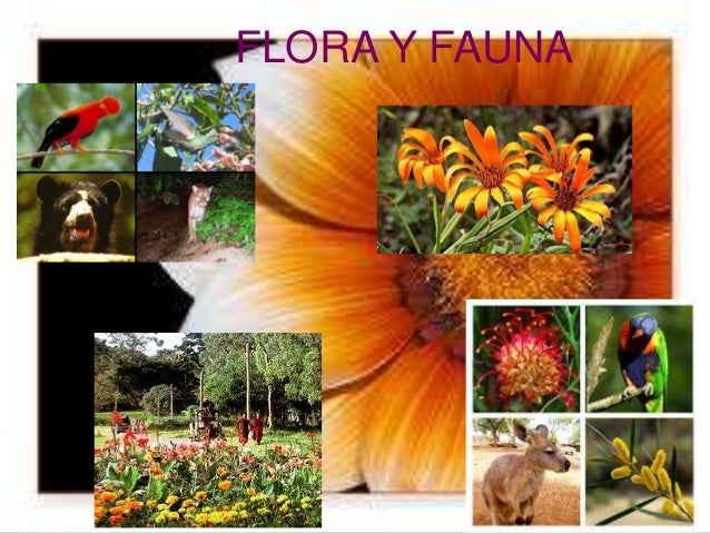 Flora y Fauna