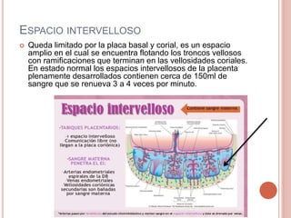 ESPACIO INTERVELLOSO
 Queda limitado por la placa basal y corial, es un espacio
amplio en el cual se encuentra flotando los troncos vellosos
con ramificaciones que terminan en las vellosidades coriales.
En estado normal los espacios intervellosos de la placenta
plenamente desarrollados contienen cerca de 150ml de
sangre que se renueva 3 a 4 veces por minuto.
 