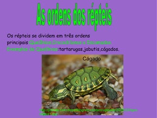 As ordens dos répteis Os répteis se dividem em três ordens principais :Quelônios,Crocodilianos e Escamados. Exemplos de Quelônios :tartarugas,jabutis,cágados. http://jornale.com.br/petblog/wp-content/uploads/2008/03/tigre-dagua1.jpg Cágado 