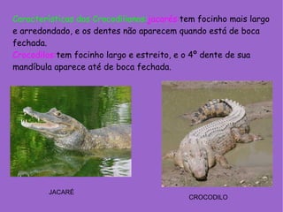 Características dos Crocodilianos: jacarés: tem focinho mais largo e arredondado, e os dentes não aparecem quando está de boca fechada. Crocodilos: tem focinho largo e estreito, e o 4º dente de sua mandíbula aparece até de boca fechada. CROCODILO JACARÉ 
