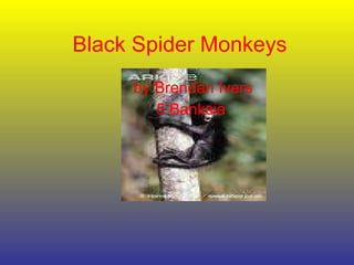 Black Spider Monkeys by Brendan Ivers 5 Banksia   