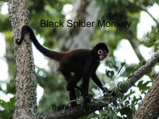 Black Spider Monkey By Brendan Ward 