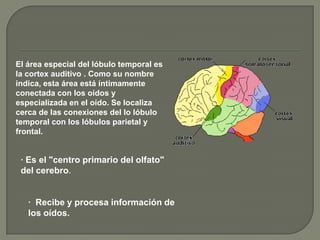 El área especial del lóbulo temporal es
la cortex auditivo . Como su nombre
indica, esta área está íntimamente
conectada con los oídos y
especializada en el oído. Se localiza
cerca de las conexiones del lo lóbulo
temporal con los lóbulos parietal y
frontal.

· Es el "centro primario del olfato"
del cerebro.

· Recibe y procesa información de
los oídos.

 