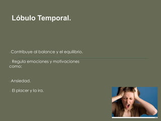Lóbulo Temporal.

oContribuye

al balance y el equilibrio.

Regula emociones y motivaciones
como:
o

oAnsiedad.
o

El placer y la ira.

 