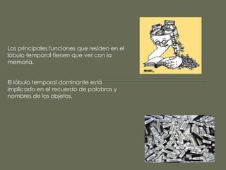Las principales funciones que residen en el
lóbulo temporal tienen que ver con la
memoria.

El lóbulo temporal dominante está
implicado en el recuerdo de palabras y
nombres de los objetos.

 