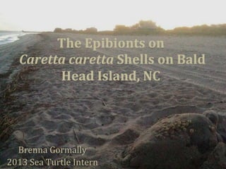 The	
  Epibionts	
  on	
  
	
  Caretta	
  caretta	
  Shells	
  on	
  Bald	
  
Head	
  Island,	
  NC	
  
Brenna	
  Gormally	
  
2013	
  Sea	
  Turtle	
  Intern	
  
 