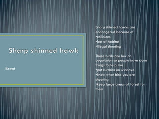 Sharp shinned hawks are
        endangered because of
        •collisions
        •lost of habitat
        •illegal shooting

        These birds are low on
        population so people have done
        things to help like
Brent   •put curtains on windows
        •know what bird you are
        shooting
        •keep large areas of forest for
        them
 