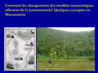 Comment les changements des modèles taxonomiques
affectent-ils la syntaxonomie? Quelques exemples en
Macaronésie
Fundo da Caldeira do Faial (Faial, Açores)
 