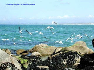 A l’ombre des pins, se sont pris la main
 