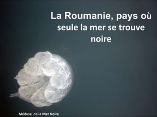 Méduse de la Mer Noire
La Roumanie, pays où
seule la mer se trouve
noire
 