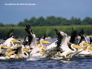 Les pélicans du Delta du Danube
 