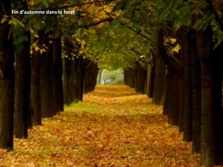 Fin d’automne dans la forêt
 