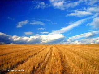 Un champs de blé
 