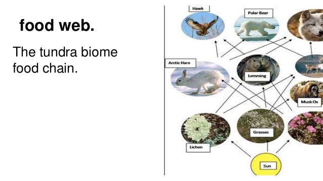 breannas tundra biome tundra food chain