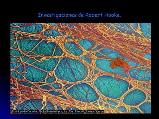 Investigaciones de Robert Hooke. 