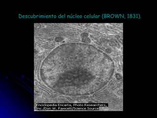 Descubrimiento del núcleo celular (BROWN, 1831). 