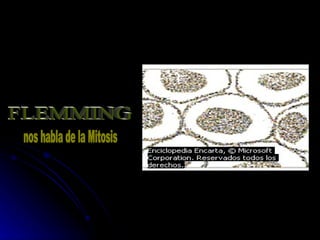   FLEMMING  nos habla de la Mitosis 
