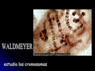 WALDMEYER estudio los cromosomas  