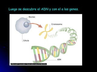 Luego se descubre el ADN y con el a los genes.                                                                                                                             El ADN y 