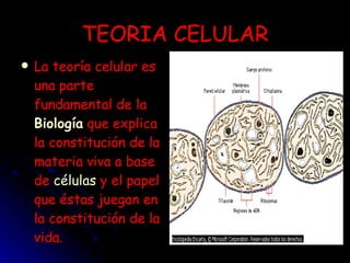 TEORIA CELULAR La teoría celular es una parte fundamental de la  Biología  que explica la constitución de la materia viva a base de  células  y el papel que éstas juegan en la constitución de la   vida.   