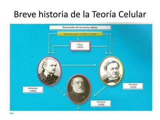 Breve historia de la Teoría Celular
 